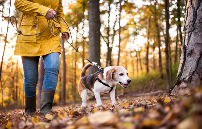 Leinenpflicht für Hunde während Brut- und Setzzeit im Wald auf dem Hönggerberg und runderum